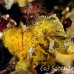 scorpionfish_leaf_db_h_0705_png2147.jpg